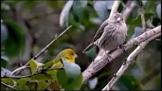 MORNING FRESHNESS/HOUSE SPARROW/BIRDS SINGING - Insomnia/sleep/Yoga/healing/meditation/Migraine/ASMR
