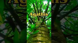 kayu agathis getahnya berjuta manfaat