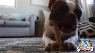 Best Dog Chew Toy.  What is Bullibone?