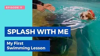 My First Dog Swimming Lesson | Ep. 11 Dog Swim Vancouver, British Columbia