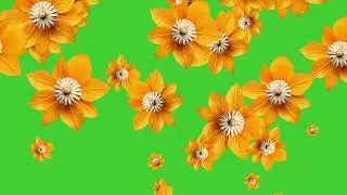 Gooseberry Yellow Flowers Falling on Green Screen Background | HD | FREE DOWNLOAD 🏵️🏵️🏵️