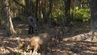 Wild Boar vs Tiger Animal Showdown #WildBoarVsTiger #AnimalShowdown #WildlifeBattle #AnimalLovers
