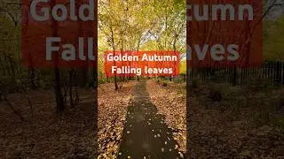 🍂 Golden Autumn Walk at Ruislip Lido | Falling Leaves & Peaceful Vibes