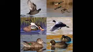 #دمج #صوت #الحرة مع الدجاج الماء ( العيون المتابعين )