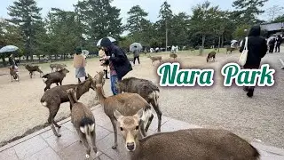 ЯПОНИЯ🇯🇵, Легендарный ПАРК с ручными оленями 🦌 в НАРА . 