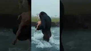 GORILLA VS GOAT #animals #funny #pets #shorts