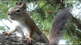 Red Squirrel Call