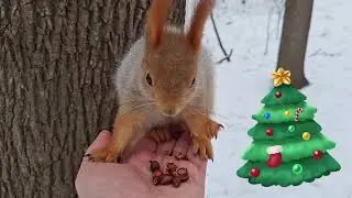 Новогодние орешки ручной белки /Handmade Squirrel's New Year's Nuts#squirrel 