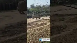 parc zoologique de Paris 🥳