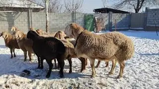 Hissar Sheep Flock Led by a Strong Ram ـــ Fat-tailed sheeps