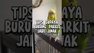 CARA BURUNG PARKIT SUPAYA JINAK