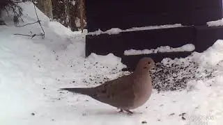 20260107 Possum Fox Squirrel Cardinal Dove Rabbit