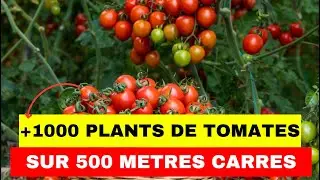 +1000 PLANTS ON 500 SQUARE METERS
