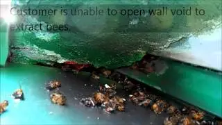Bee Control Service - AmeriGuard Pest Defense