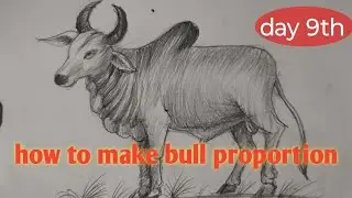 How to make bull proportion 