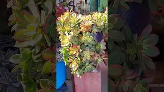 Dica r&aacute;pida para cultivar aeonium kiwi