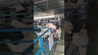 yuvaan agro farm Agra Uttar Pradesh #goat #whitegoat #goatfarming #animals #beautifullgoats