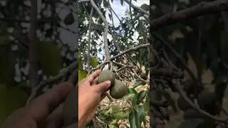 Melihat lebih dekat tanaman kemiri