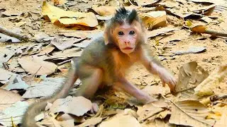 Primate monkey.../Why mother leaves sweet baby alone.../Great life baby.../Nice clip