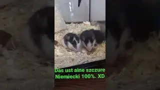 Die szczure