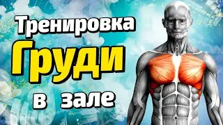 Тренировка груди в зале