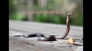 Amazing Facts About Snake 🤔