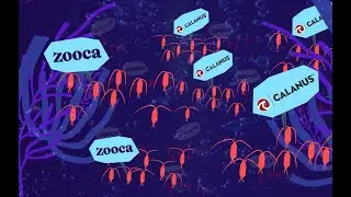 From Calanus to Zooca -  will you join the tiny revolution?