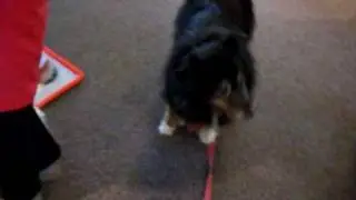 prosthetic dog leg | AOC PET