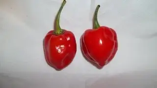 Scott Phillips eats Caribbean Red  Hot Pepper