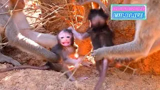 Very adorable wildlife baby monkey looks very nice to walk and play