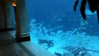Atlantis Bahamas Aquarium 2010