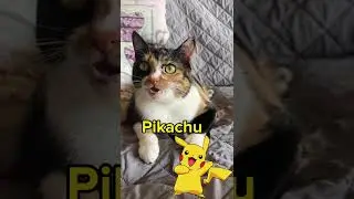 Chistes con gatos &ldquo;Pikachu&rdquo;