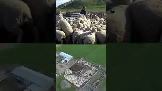 Sheep Handling Equipment, Lightweight, strong and easy.