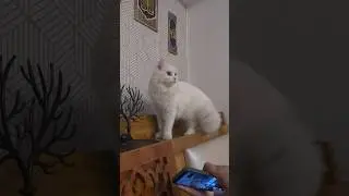 LAILA watching horror movie😬🥲.   #cat #horror #horrorcat #bestmoments #scary #viral #trending#kitty