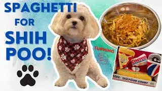 3 INGREDIENT SPAGHETTI FOR DOGS | CANINE SPAGHETTI | HOMEMADE DOG FOOD #SHIHPOO #SHIHTZU #POODLE