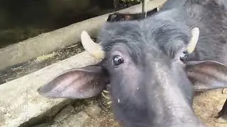  gaao ki baat. injoy the video 