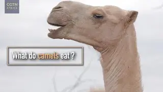 What do camels eat?