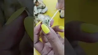 How to clean Mussels?കല്ലുമ്മക്കായ എളുപ്പത്തിൽ എങ്ങനെ വൃത്തിയാക്കാം? #Easytip #shortvideo #shorts