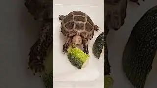 Land turtle's eating show 5 #Shorts