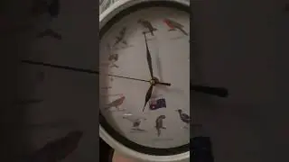Native Australia Birds clock sounds