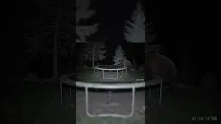 🐻 Bear Jumps on Trampoline&hellip; Then THIS Happens! 😂