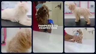 Dog Grooming Coimbatore | Pet Grooming Service Coimbatore | Pet Groomers Coimbatore | Augie Pets