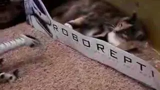 Roboreptile meets cats...