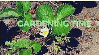 GARDENING TIME | FREE Time| Diane Gweh
