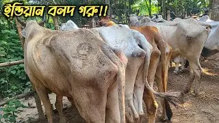 @ আজ শুক্রবার ১৭/১০/২৫ আমদানি হয়েছে ইন্ডিয়ান বলদ গরু | শুকনো ইন্ডিয়ান বলদ গরুর দাম | চৌগাছা হাট
