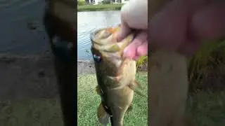 It is a tiegame now free Peacock, bass and free large mount bass stay tuned for a winner