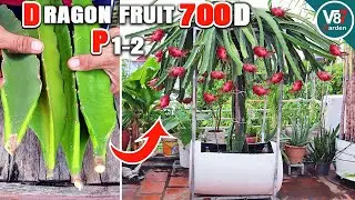 Grow Dragon Fruits in Containers: Easy Step-by-Step Guide from Stem to Harvest | P1-2