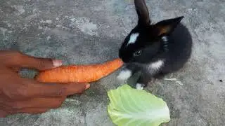 Cute Bunny Rabbit Playing and Feeding Videos | Small Rabbit Eating Food | Birds and Animals Planet