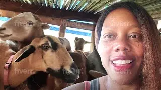 Fearless Wealth: Mastering Sheep Farming for Maximum Profit