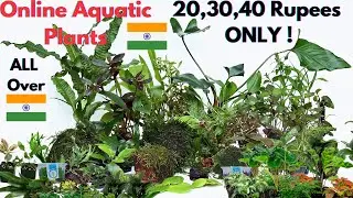 Online Aquatic Aquarium Plants In India (20,30 Rupees only)😲
